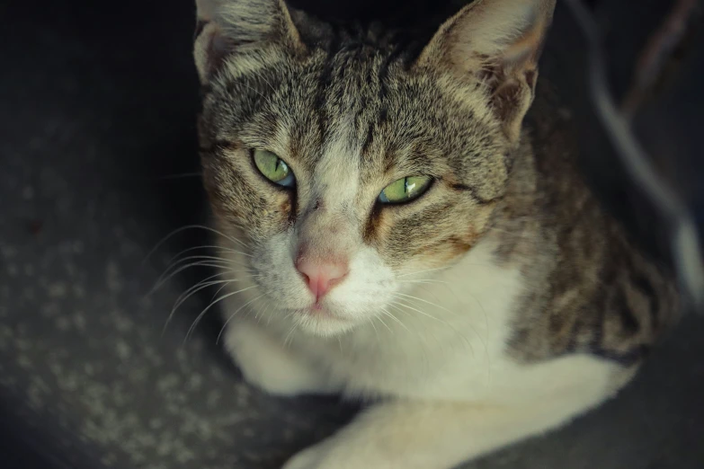 a close up view of a tabby cat with a sad look on its face