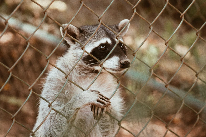 a little ra sitting on a wire fence looking out