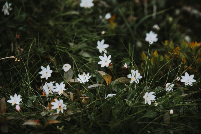 a bunch of white flowers in a grassy field