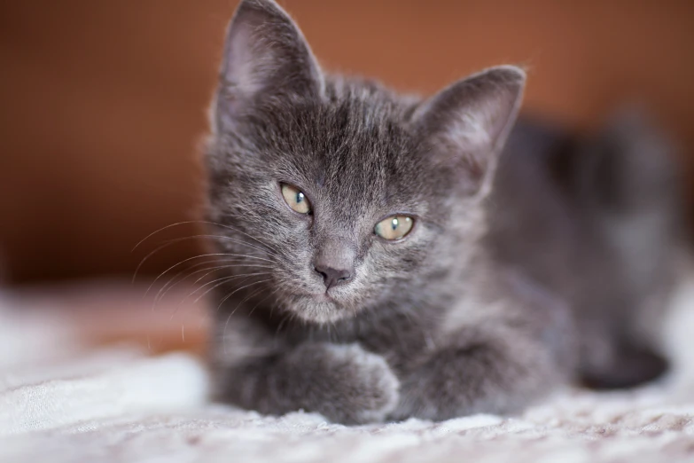 a grey kitten looking up while laying on the floor