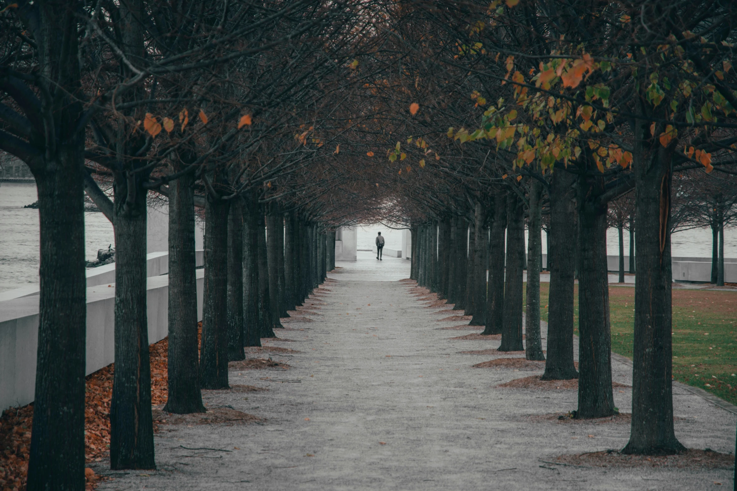 trees on either side of the walkway and man in the distance on the far side