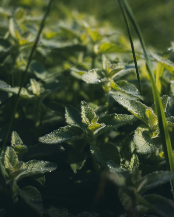 the back side of a leafy plant with green leaves