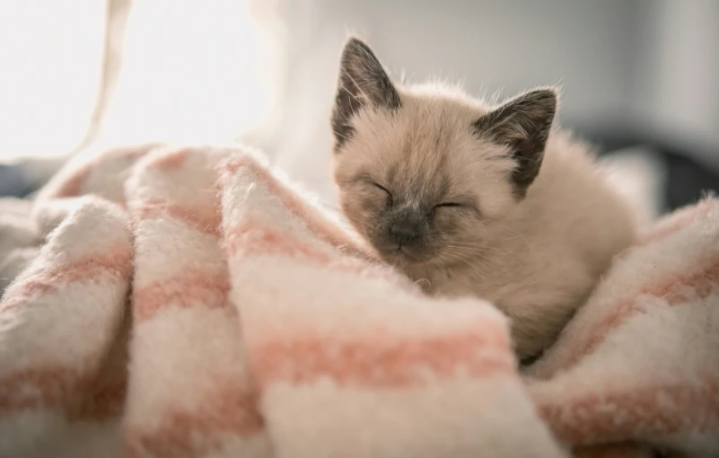 a baby kitten asleep on top of a blanket