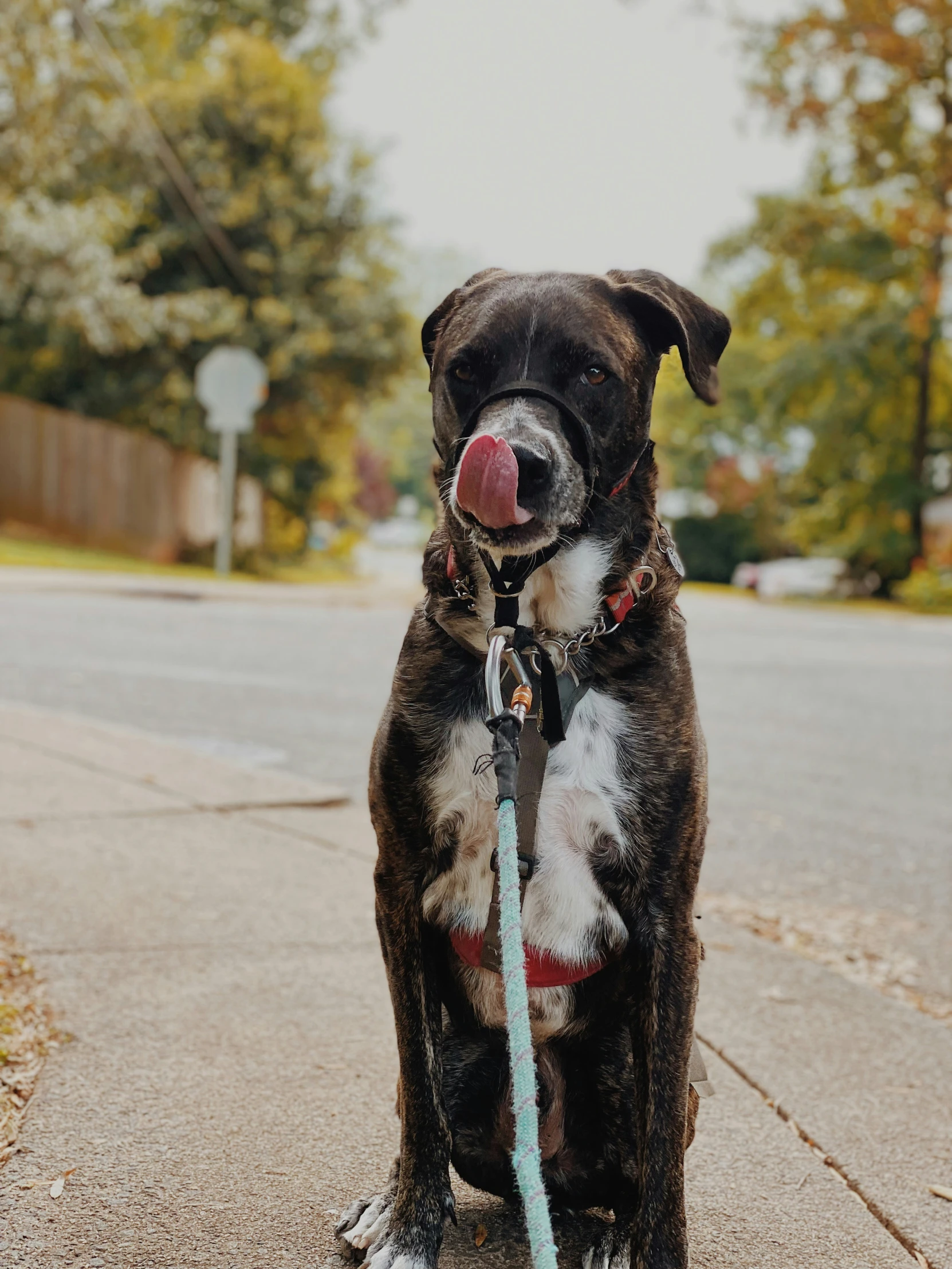 a black dog holding onto a toy on a leash