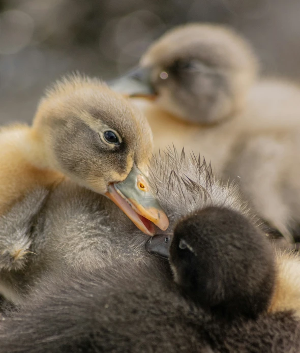 two baby ducks are being held up in their mouths