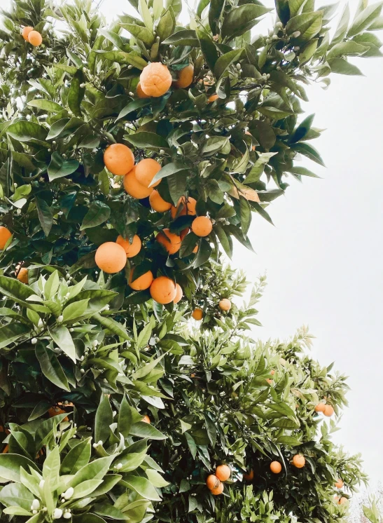 an orange tree is being grown in a yard