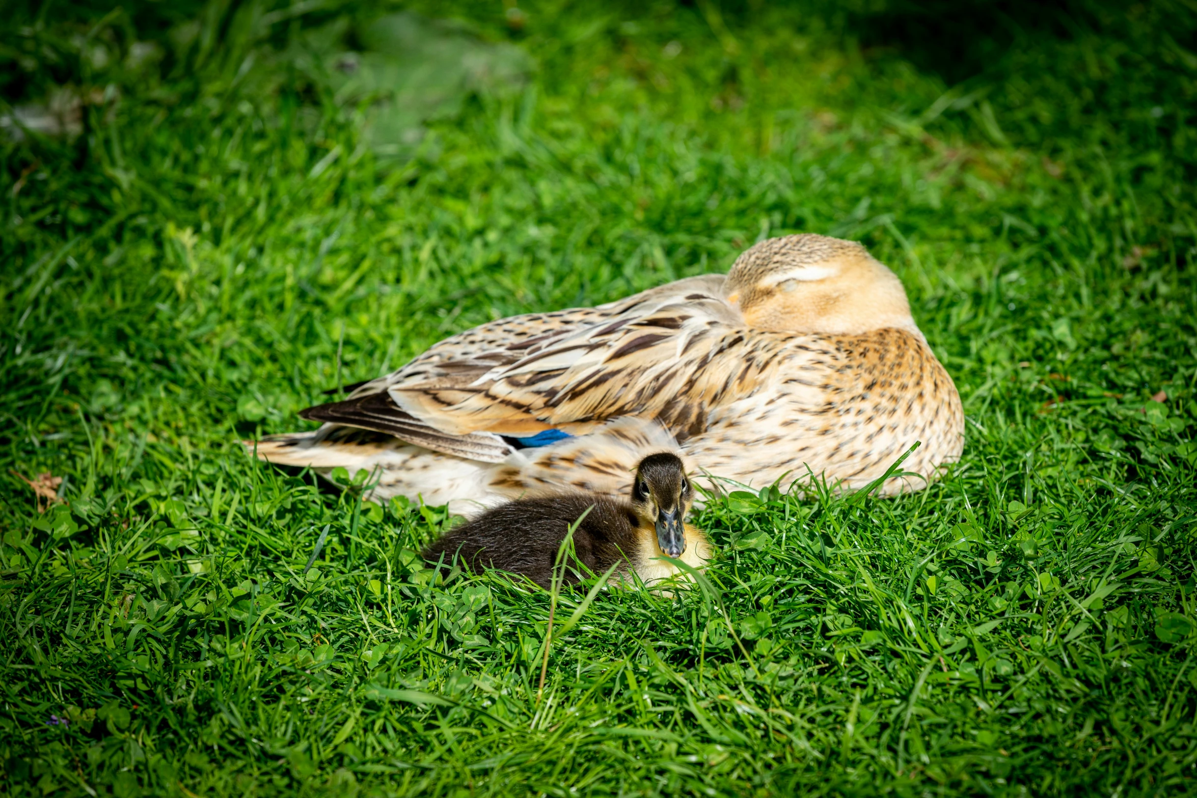 a duck with its chick on green grass