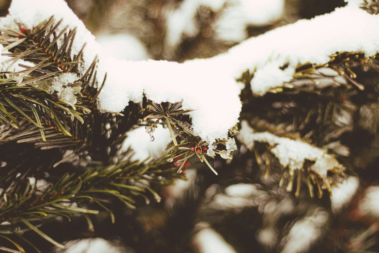 some snow is hanging from a nch on the tree