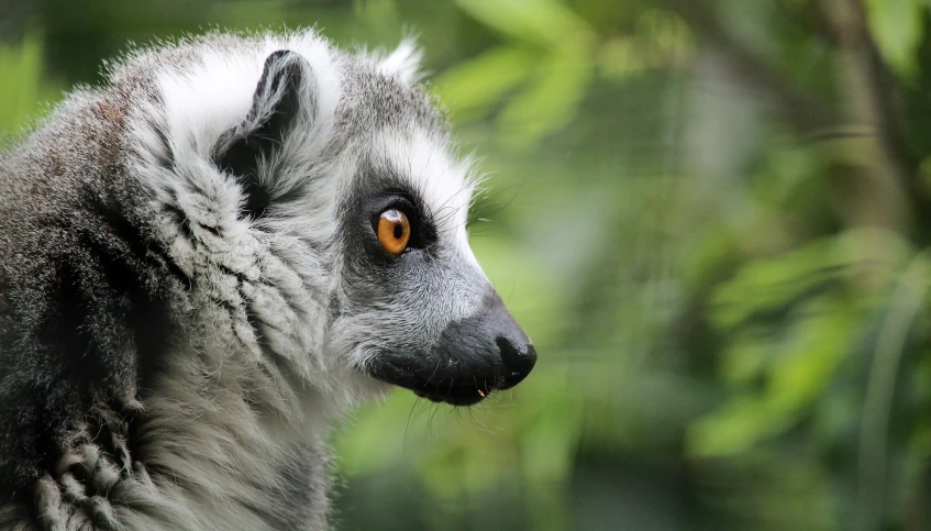 a grey lemur looks at the camera through a lens