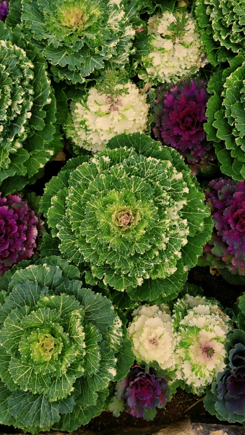 an arrangement of different colored plants