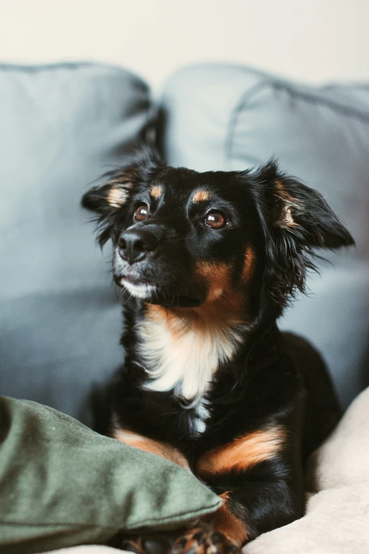 the dog is sitting on the bed with his mouth open