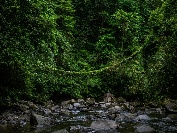 a river with rocks next to trees and water