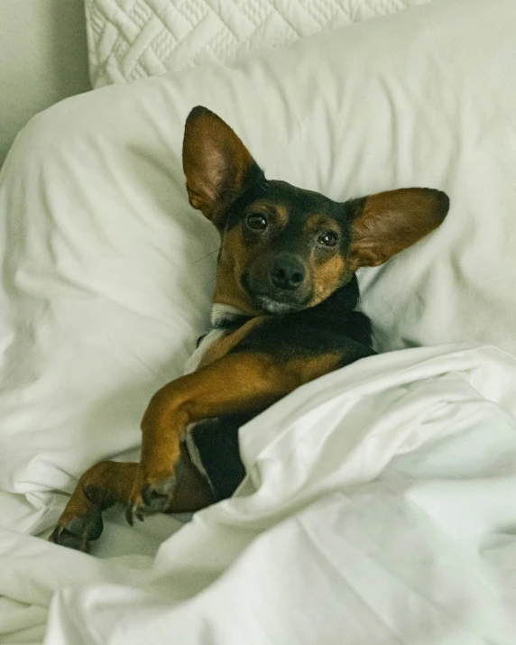 small dog with big ears lying in bed under a blanket