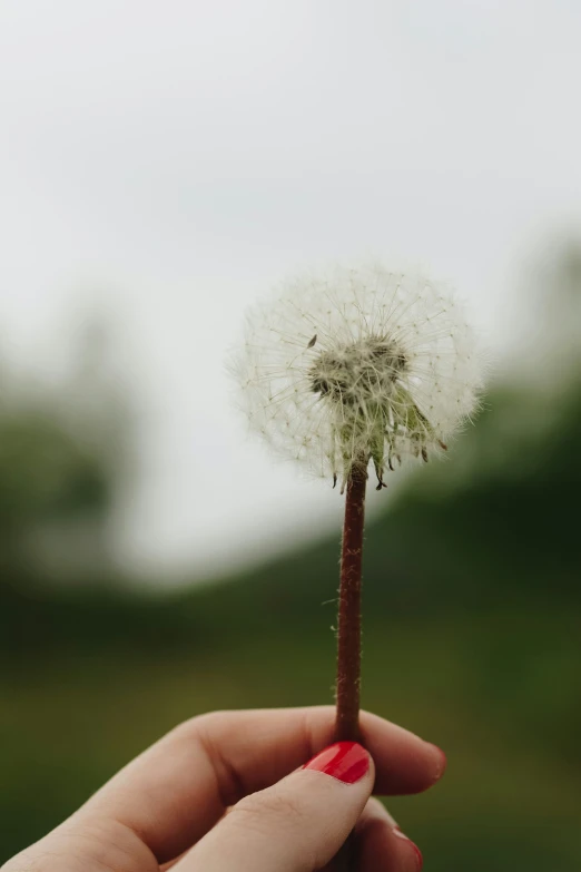 a woman holding a dandelion in her hand