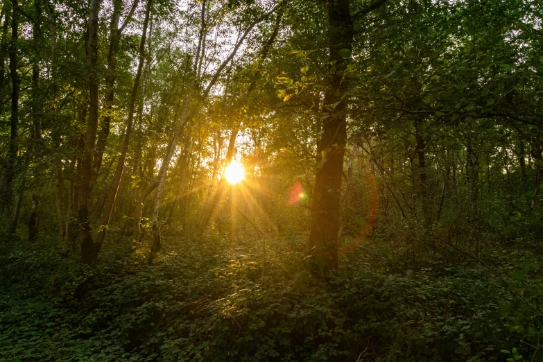 the sun is shining through the trees in the woods