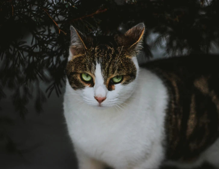 a close up of a cat near a tree