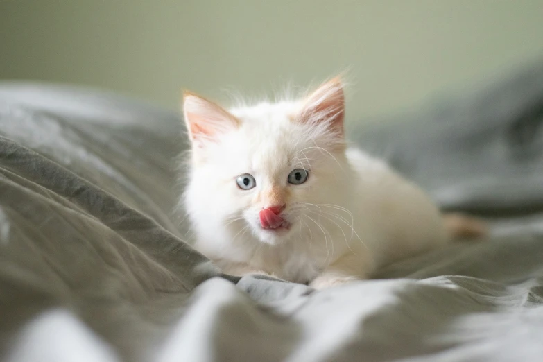 a white cat is sitting on the bed