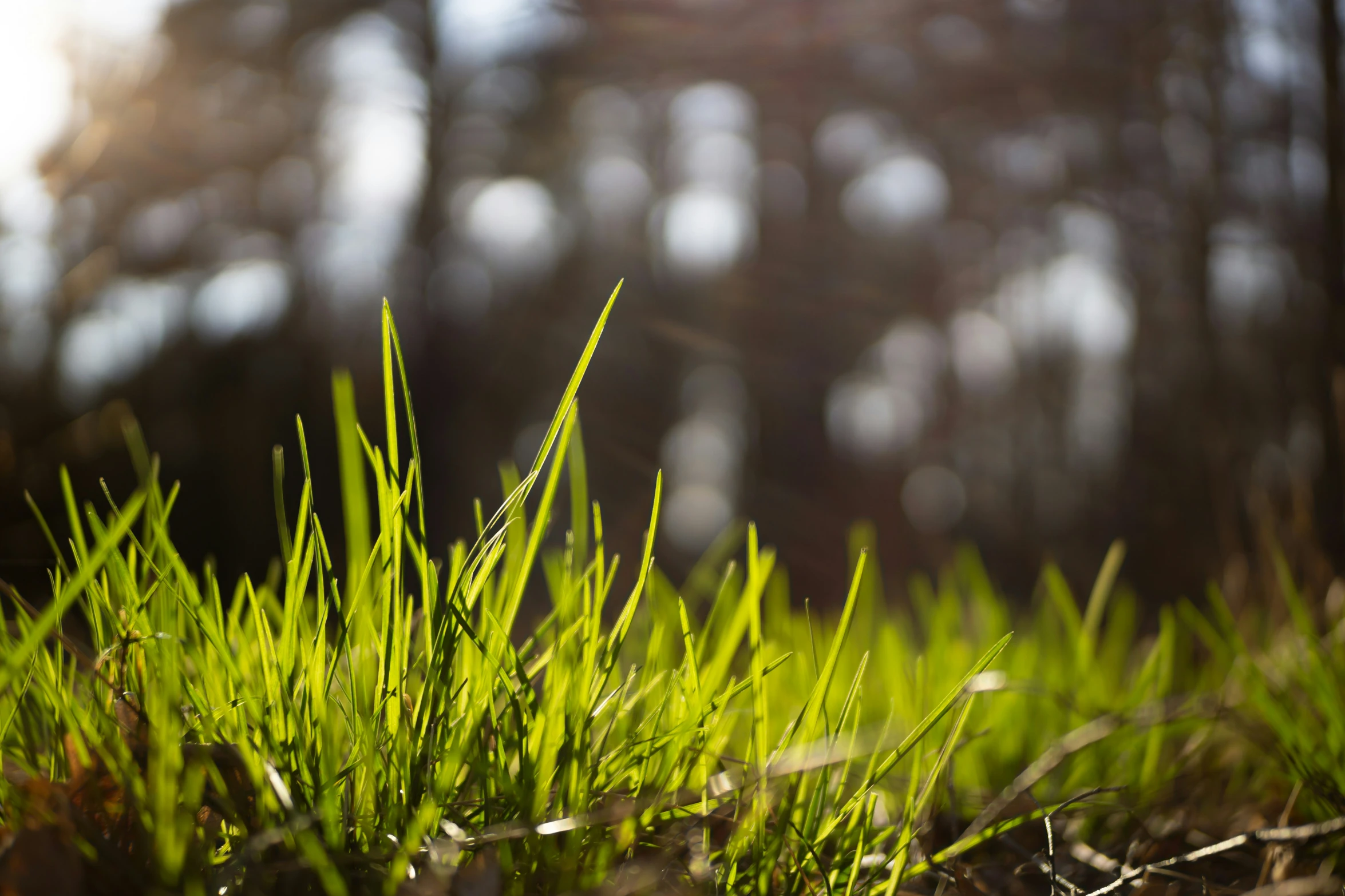 green plants growing out of the ground in the sun