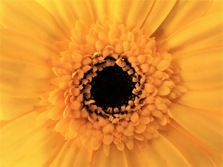 the center of a large yellow flower with very thin petals