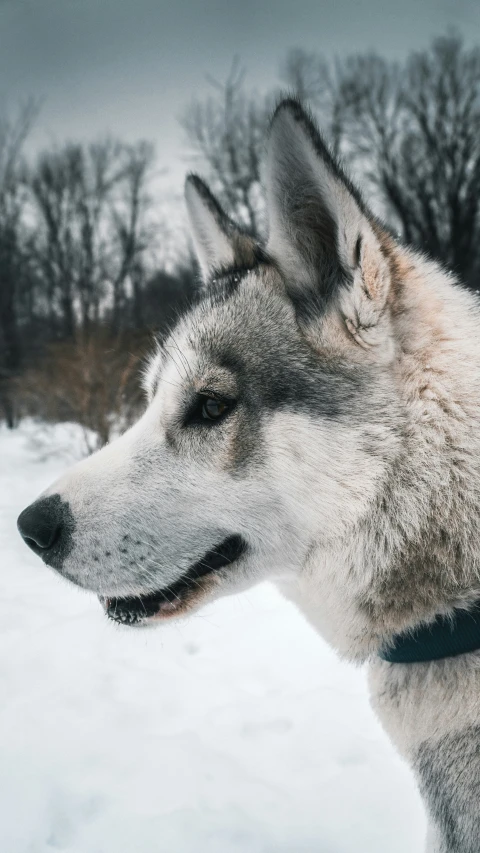 a dog's head on top of the snowy ground