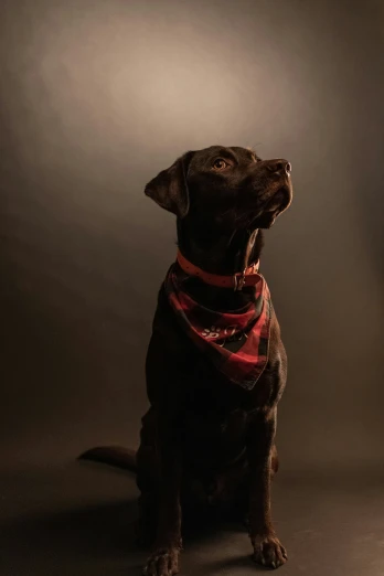 a dark brown dog wearing a red bandana