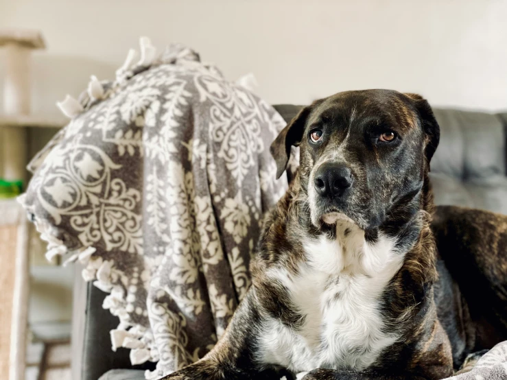 a dog laying on top of a sofa in a living room