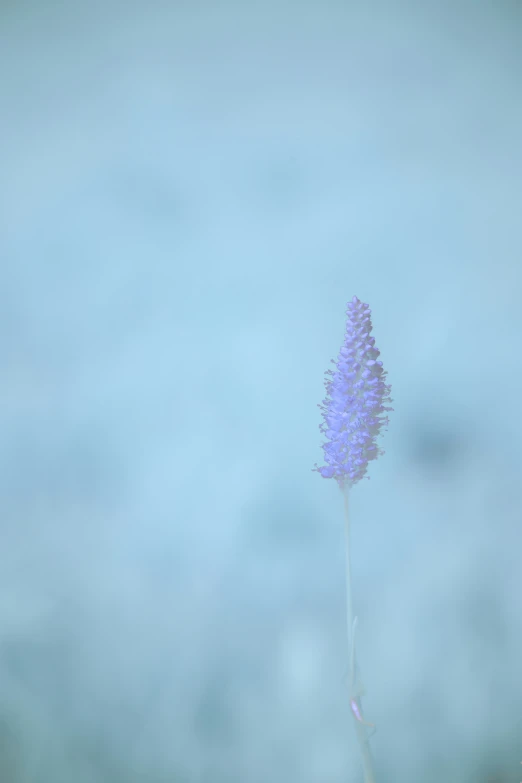 this is a po of a purple flower on a blue background