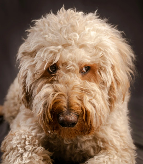 a fluffy dog is sitting down looking into the camera