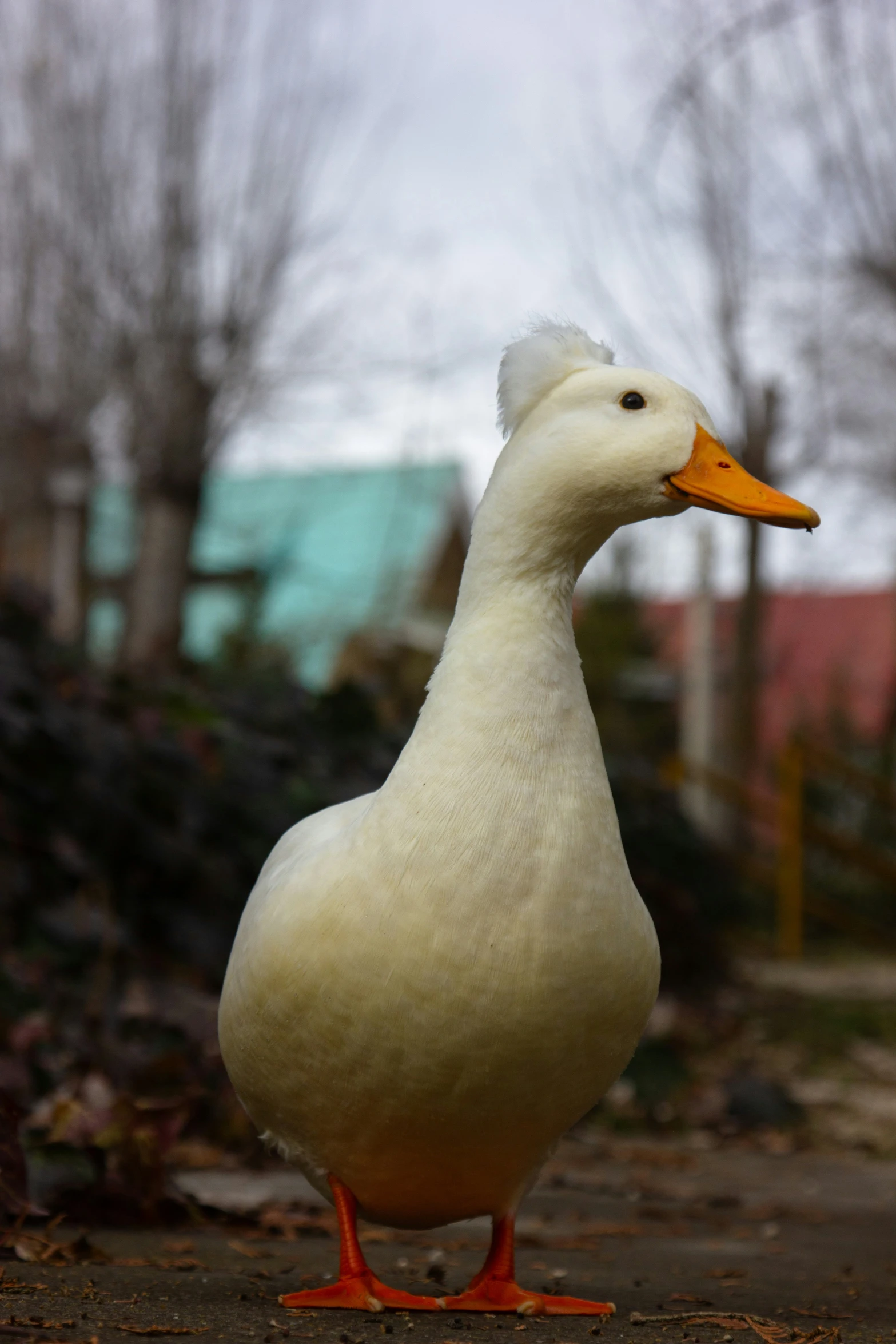 a white duck standing on a sidewalk in front of a park