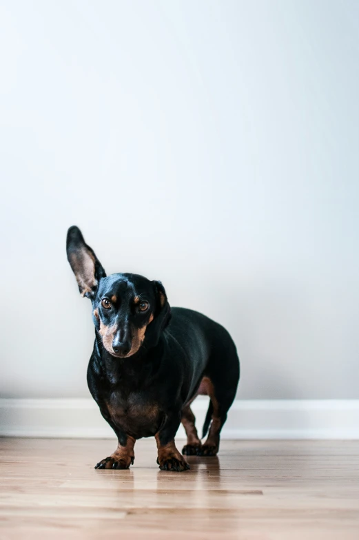 a dog stands on a wooden floor next to a white wall