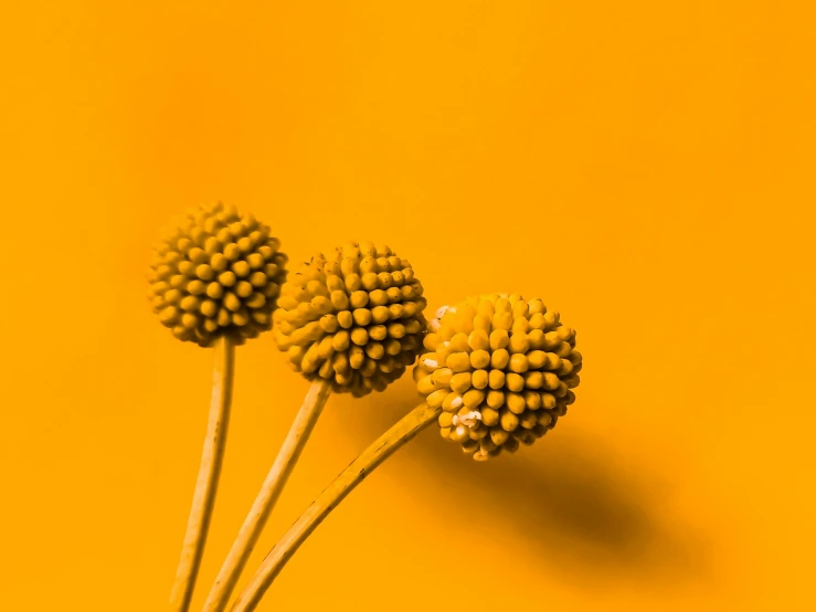 three yellow flower buds in a vase on a yellow surface