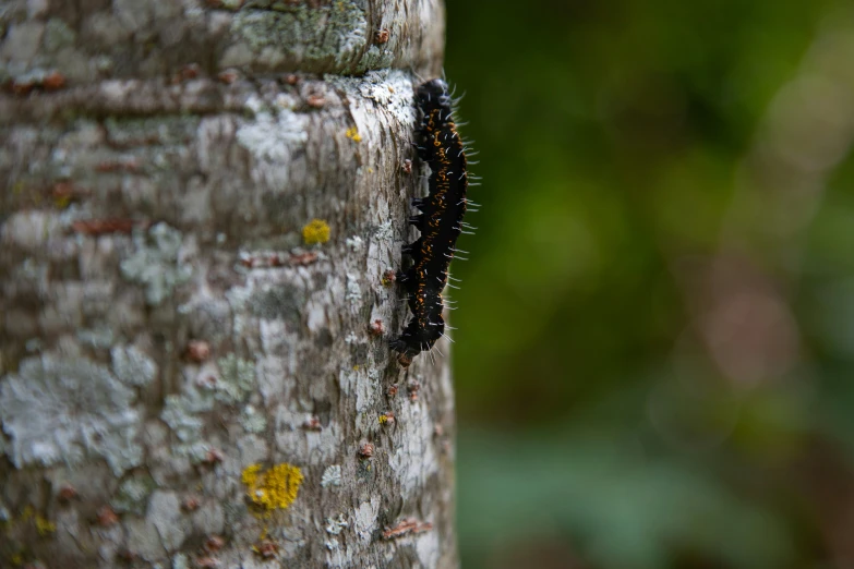 caterpillar hanging off of the bark of a tree