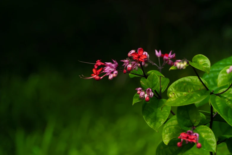 the tiny red and purple flowers are blooming in the green leafy plant