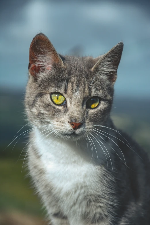 the yellow eyed cat looks straight ahead while sitting