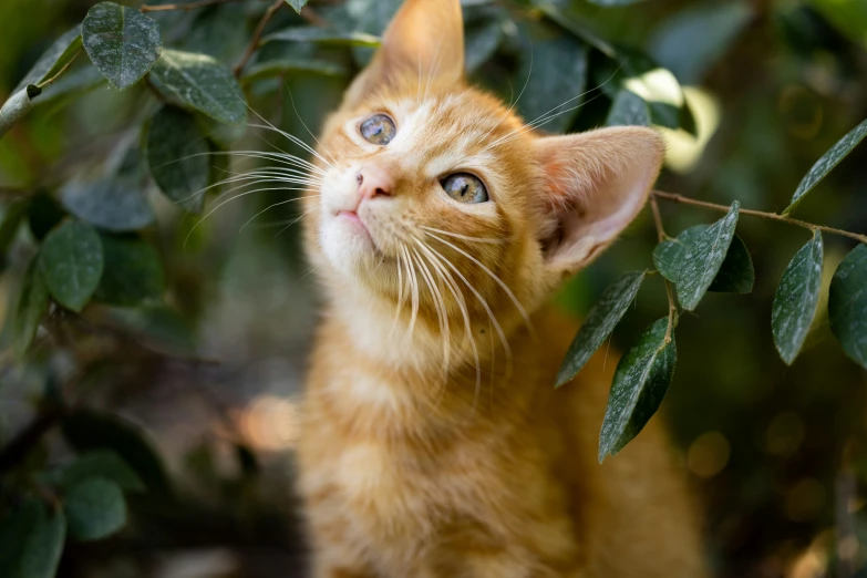 an orange kitten looks up while hanging from a nch