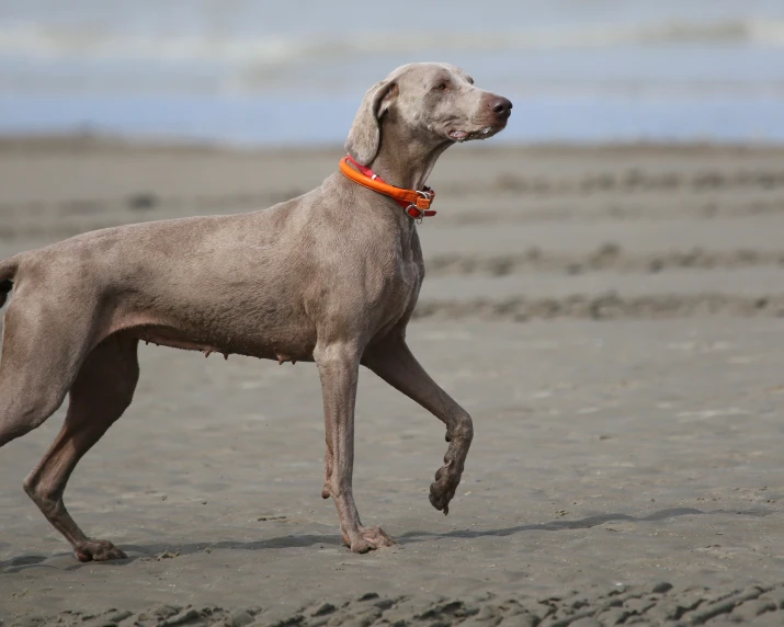 a brown dog with an orange collar walking on sand