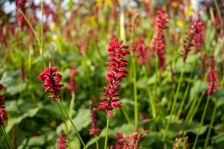 red wildflowers in a meadow with yellow and white flowers