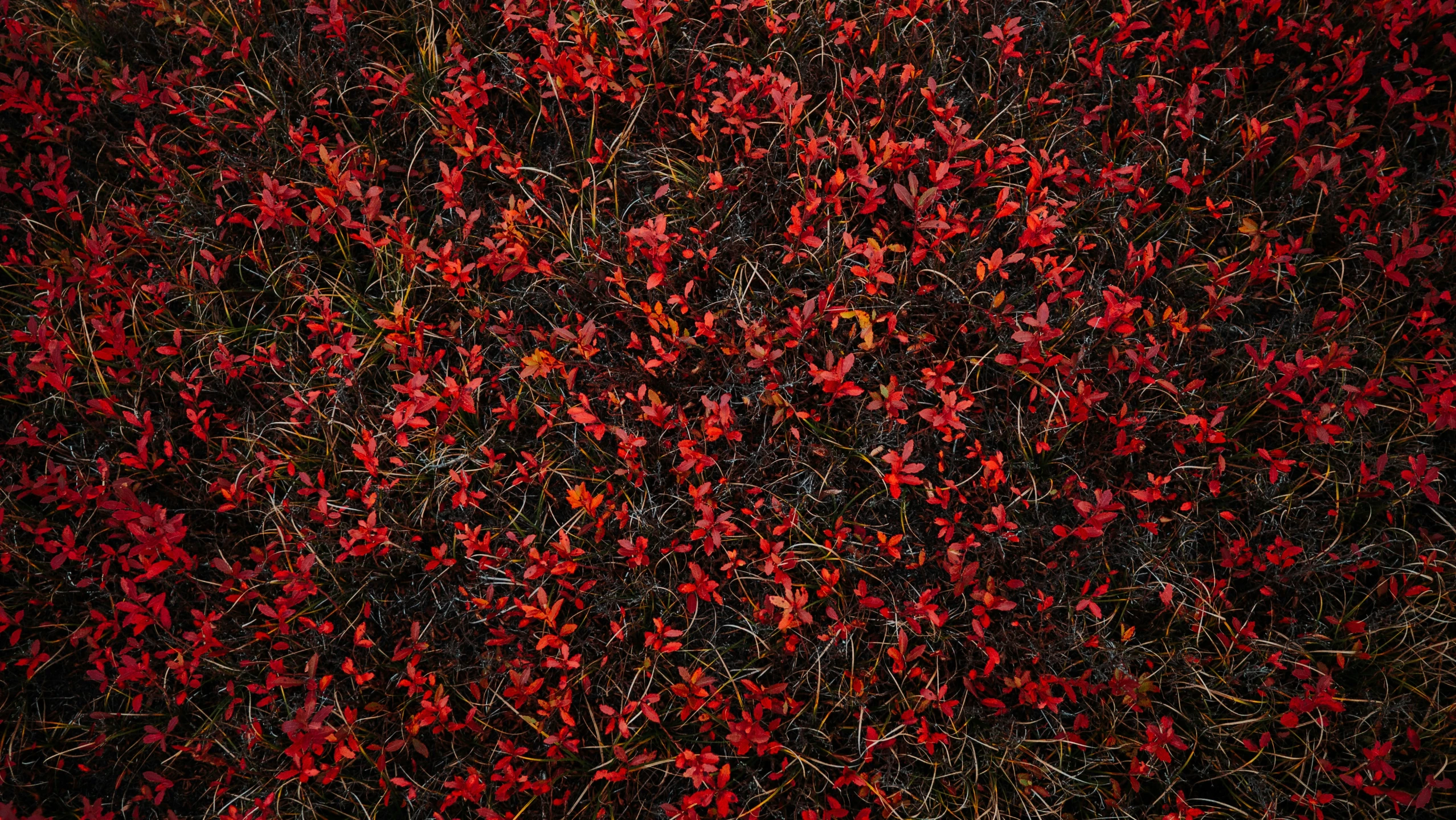 a picture of red flowers in a field