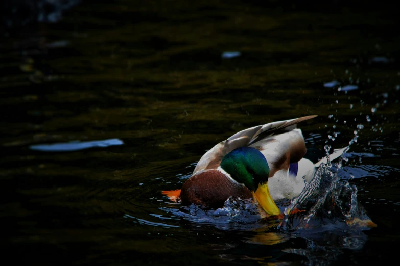 a duck is swimming on a pond with its head in the water