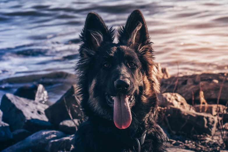 a dog has its tongue hanging out near the water