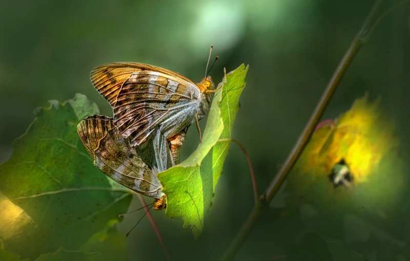 the striped erfly is resting on the green leaves