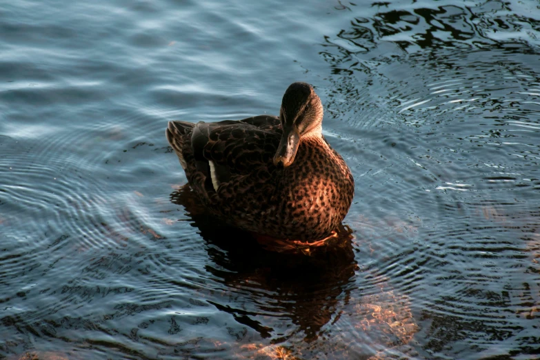 duck with head turned sitting in shallow water