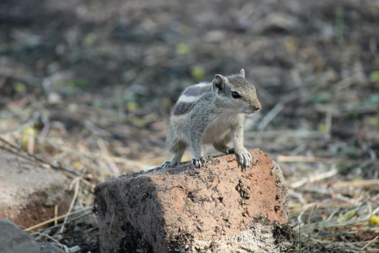 a small, gray and white animal sits on top of a rock