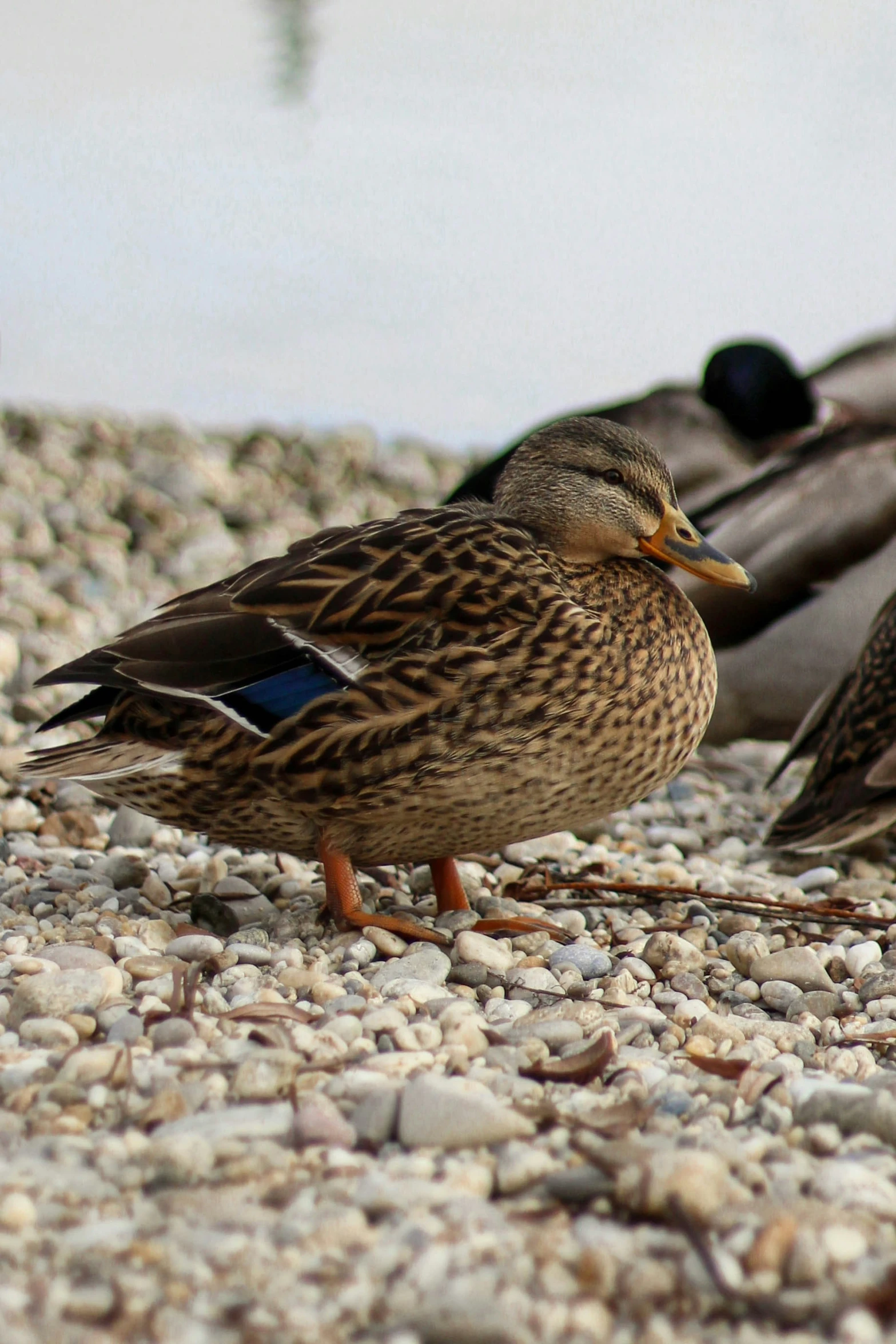 several birds on a rocky ground next to each other