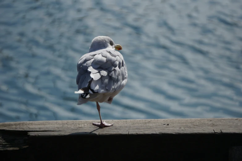 a bird that is on a pier near the water