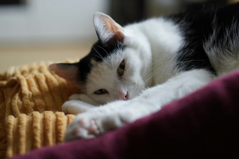 a cat laying on a blanket, next to the end of a bed