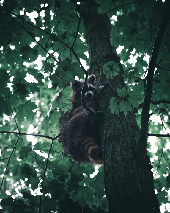 a rac climbing up the side of a tree trunk