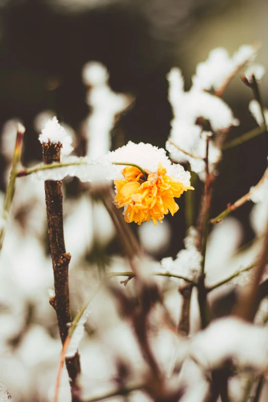 a flower sits amongst some snowy bushes