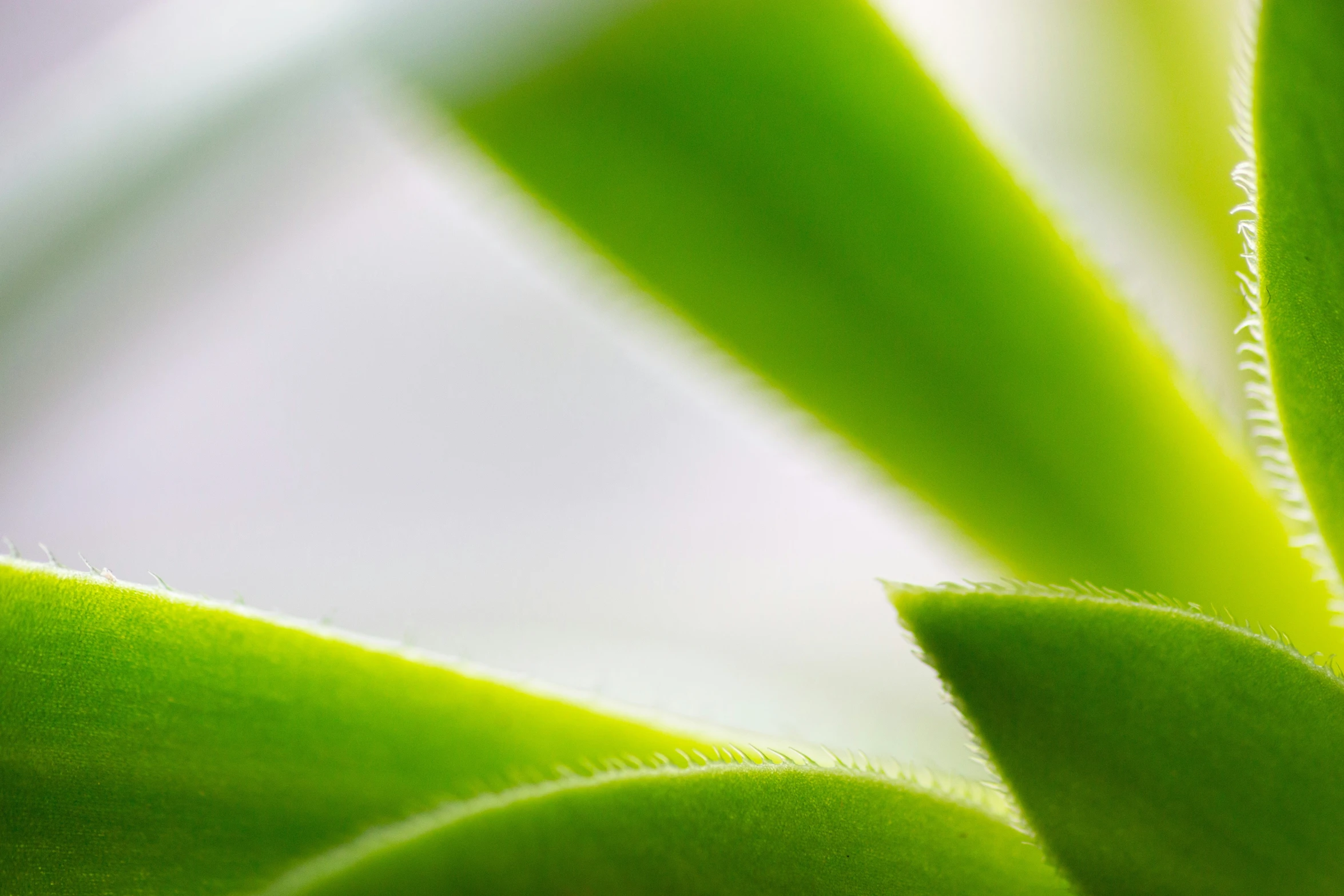 a close up view of a green plant