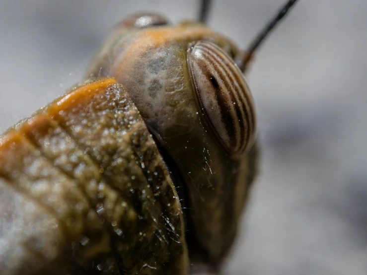 the side view of a bug with a brown and black body